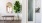 a plant in a pot in a room with white walls